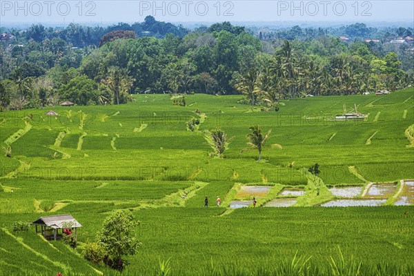 Jatiluwih, rice terrace, rice, agribusiness, agriculture, export, tourism, travel, landscape,