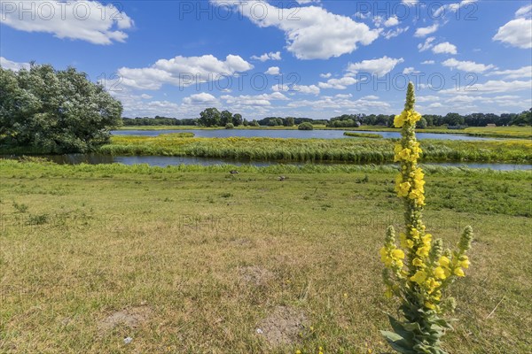 Mullein (Verbascum phlomoides), Steinhorst Basin, nature reserve, nature, Ems, tourism, landscape,