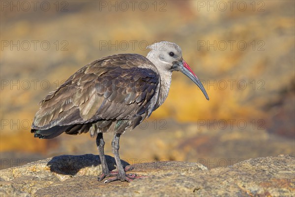 Hagedash, Hadada Ibis, (Bostrychia hagedash), Ibis, Table Mountain National Park Cape of Good Hope