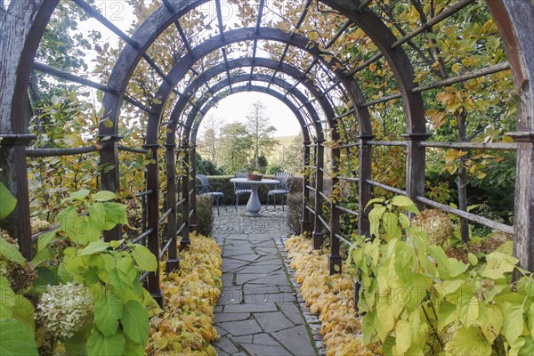 Old cottage garden with vines, trees and pergola. Landscape design with hedges, trimmed bushes