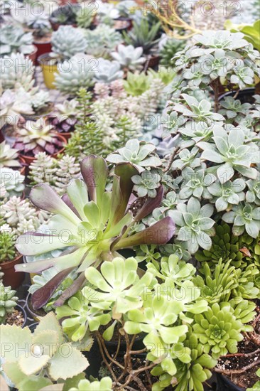 Various types of succulent in flower pots in the greenhouse. Closeup, selective focus