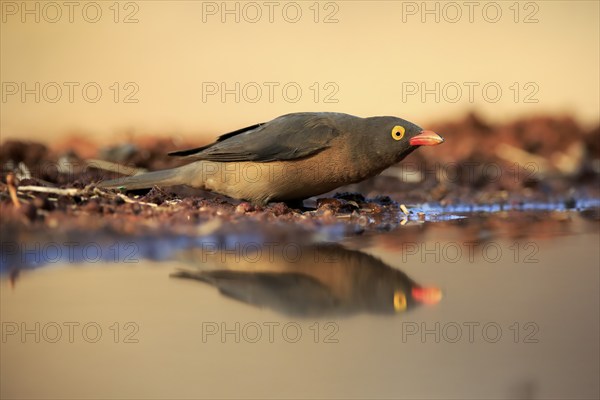 Red-billed oxpecker (Buphagus erythrorhynchus), adult, at the water, alert, Kruger National Park,