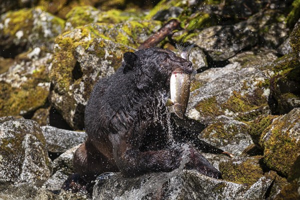 American Black Bear (Ursus americanus) catching salmon in the water, Southeast Alaska, Alaska, USA,