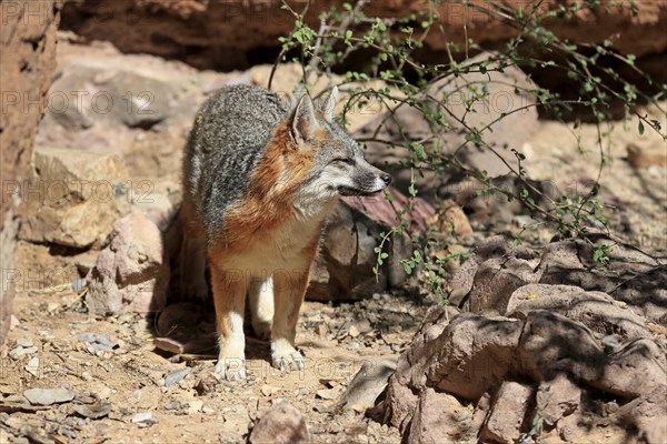 Gray fox (Urocyon cinereoargenteus), adult, alert, Sonoran Desert, Arizona, North America, USA,