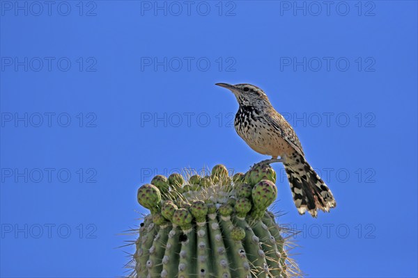 Cactus wren (Campylorhynchus brunneicapillus), adult, on saguaro cactus, Sonoran Desert, Arizona,