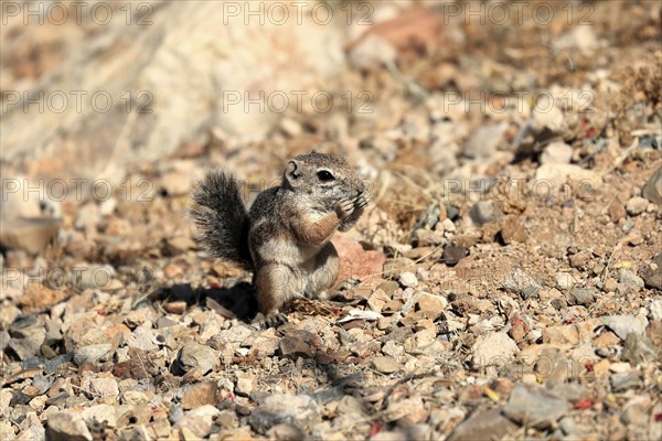 Antelope gopher, (Ammospermophilus harrisii), adult, on tree, foraging, Sonoran Desert, Arizona,