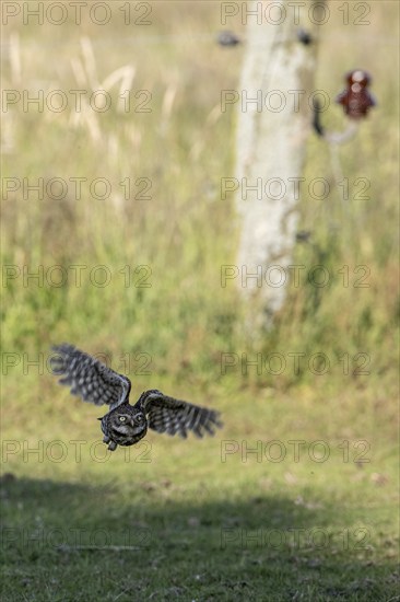 Little owl (Athene noctua), flying, Emsland, Lower Saxony, Germany, Europe