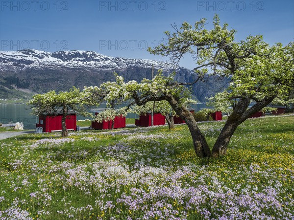 Campsite at the Sörfjord, branch of Hardangerfjord, apple trees in bloom, spring, Norway, Europe