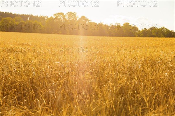 Field near Geising in the Ore Mountains, Altenberg, Altenberg, Saxony, Germany, Europe