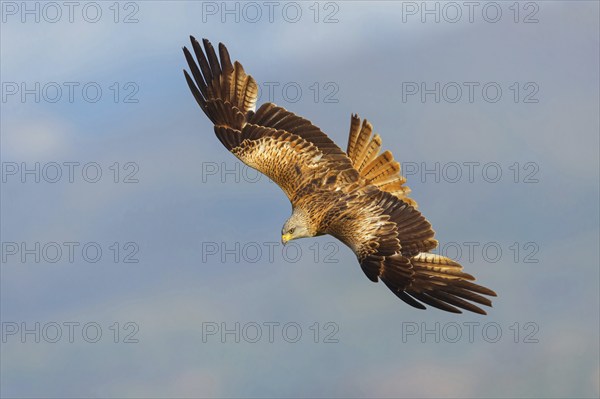 Red kite (Milvus milvus), flight photo, Hides De Calera / Black Vulture, Calera Y Chozas, Castilla