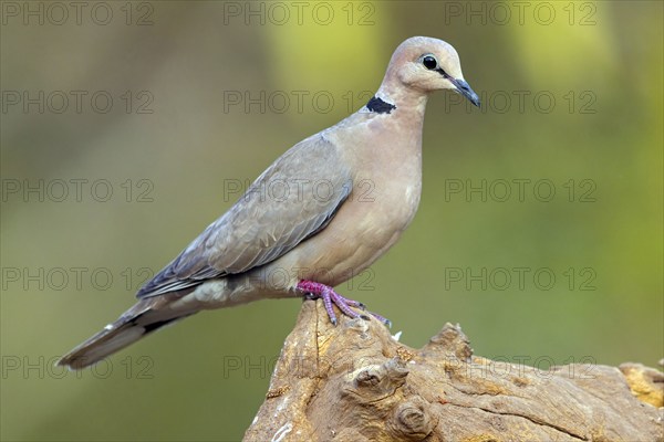 Red-crested Pigeon, (Streptopelia vinacea), Red-winged Turtle Dove, Morgan Kunda lodge / road to
