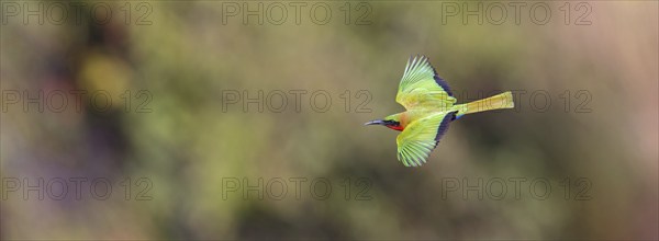 Red-throated Bee-eater, (Merops bulocki), flight photo, Bansang quarry, Bansang, South Bank,