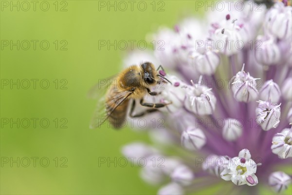 Bee (Apis mellifera) searching for pollen on a pink flower. Bas rhin, Alsace, grand est, France,