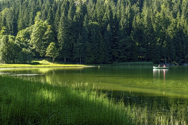 Spitzingsee, mountain lake with pond horsetail, water horsetail (Equisetum fluviatile), couple on