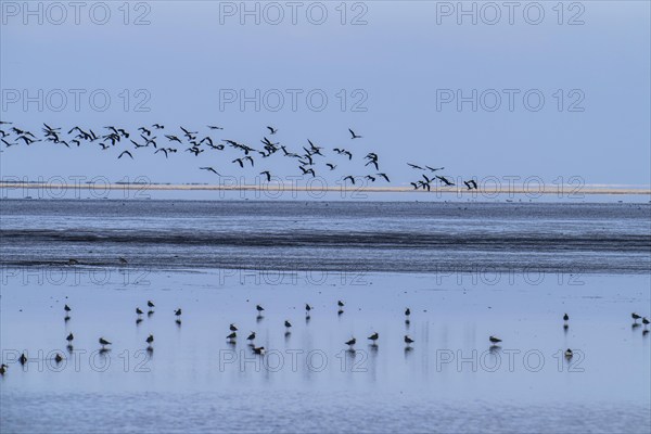 The Wadden Sea, East Frisia, between Bensersiel and Neuharlingersiel, Birds, Lower Saxony, Stairs,