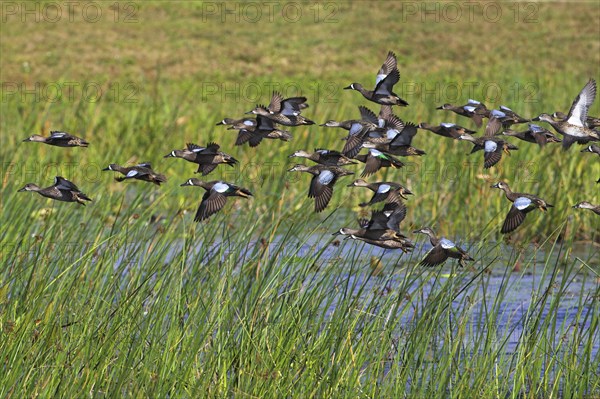 Blue-winged teal (Anas discors), group, flock, flock of birds, aerial view, flying, Viera Wetlands,