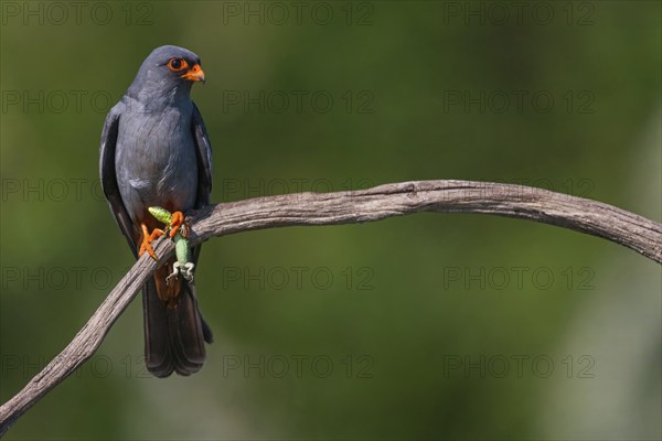 Red-footed Falcon, (Falco vespertinu), perching station, falcon family, Tower Hide, Tiszaalpár,