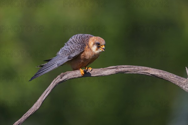 Red-footed Falcon, (Falco vespertinu), perching station, falcon family, Tower Hide, Tiszaalpár,