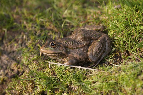 Marsh frog (Pelophylax ridibundus) adult resting on grass, England, United Kingdom, Europe