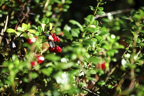 Cranberries, October, Lusatia, Saxony, Germany, Europe