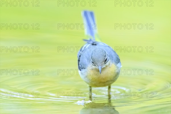 Grey wagtail (Motacilla cinerea) at the shore of a lake with autumncolours, wildife, Catalonia,