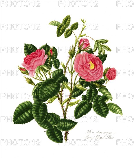 Rosa damscene, Great Royal Rose, Rose, Historic rose, Rose breeding, Illustration from 1799,