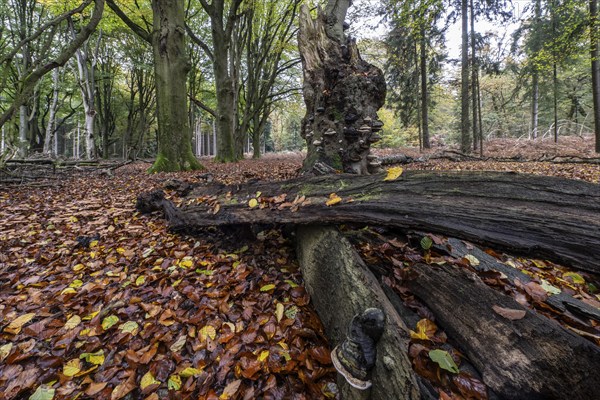 Tinder fungus (Fomes fomentarius) on beech deadwood, Emsland, Lower Saxony, Germany, Europe