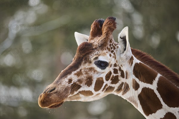 Reticulated giraffe (Giraffa camelopardalis reticulata), portrait, winter, captive, Germany, Europe