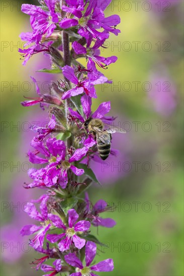 A honey bee (Apis mellifera) sits on a pink flower, purple loosestrife (Lythrum salicaria) and