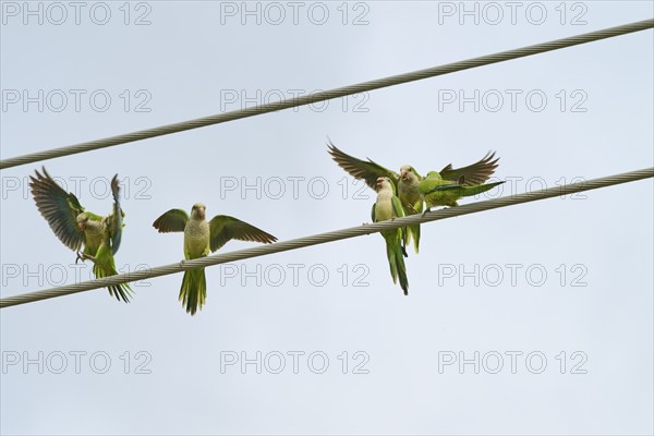 Monk parakeet (Myiopsitta monachus), several birds sitting and flying on power lines in front of a