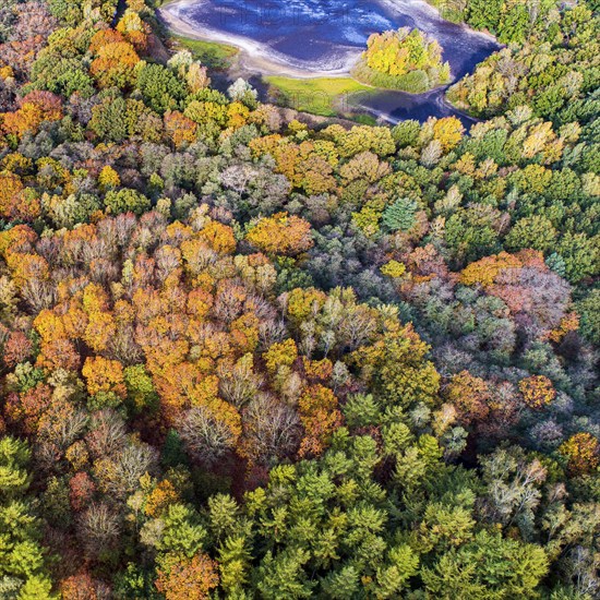 Mixed forest in autumn, colouring, aerial view, forest, autumnal, Ahlhorn fish ponds,