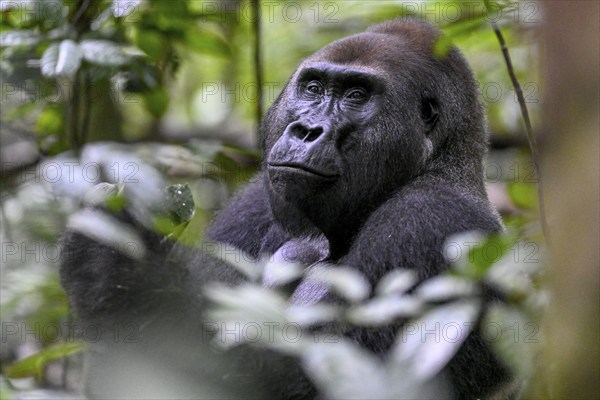 Western lowland gorilla (Gorilla gorilla gorilla), male, silverback, Baï-Hokou, Dzanga-Ndoki