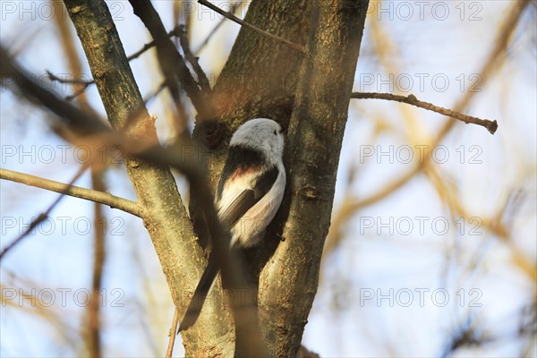 Long-tailed Tit (Aegithalos caudatus), winter time, Germany, Europe