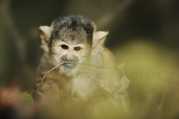 Black-capped squirrel monkey (Saimiri boliviensis), captive, occurring in South America