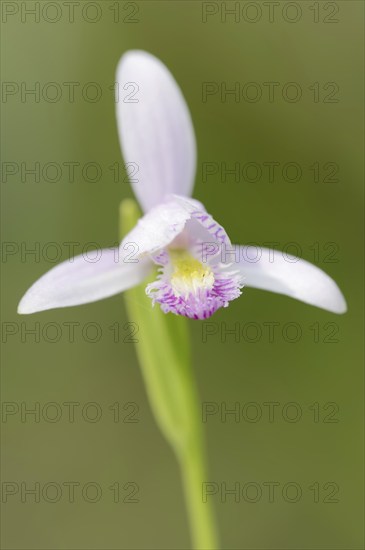 Bog or bog orchid (Pogonia ophioglossoides), flower, native to North America