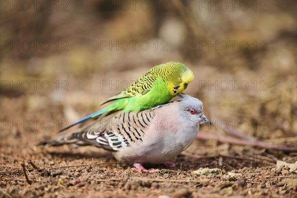 Animal Friendship of a Crested pigeon (Ocyphaps lophotes) cuddeling a Budgerigar (Melopsittacus