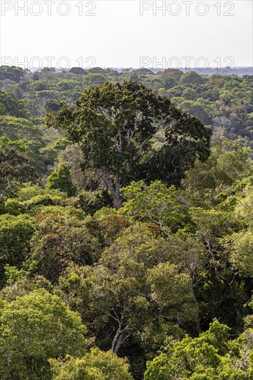Rainforest treetops, Amazon Museum MUSA, Cidade de Deus, Manaus, Brazil, South America