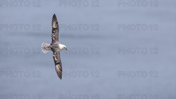 Northern Fulmar, Fulmarus glacialis, bird on the cliff, Bempton Cliffs, North Yorkshire, England,