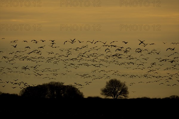 Pink-footed goose (Anser brachyrhynchus) adult birds in a skein or flock in flight at sunset,