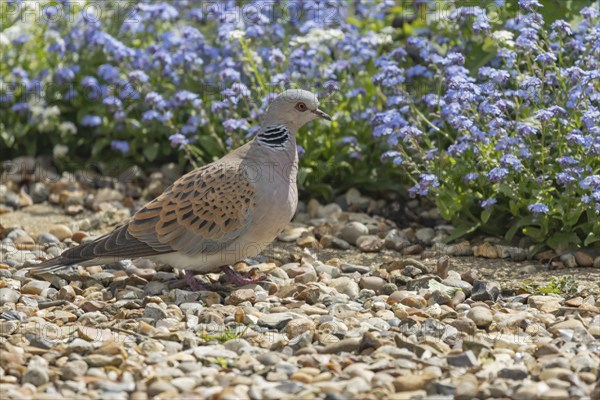 Turtle dove (Streptopelia turtur) adult bird on an urban garden shingle path, England, United