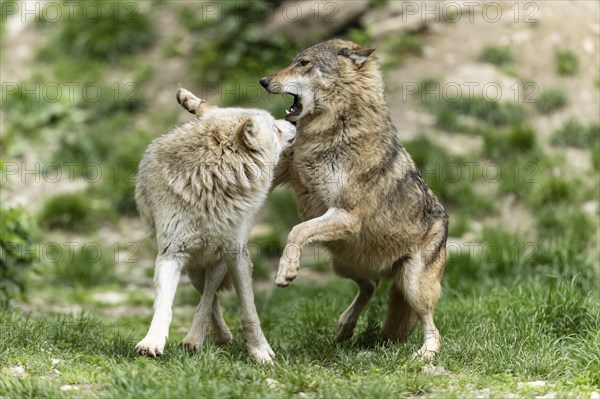 Two wolves communicate in a green, natural environment, possibly playing, Timberwolf, American wolf