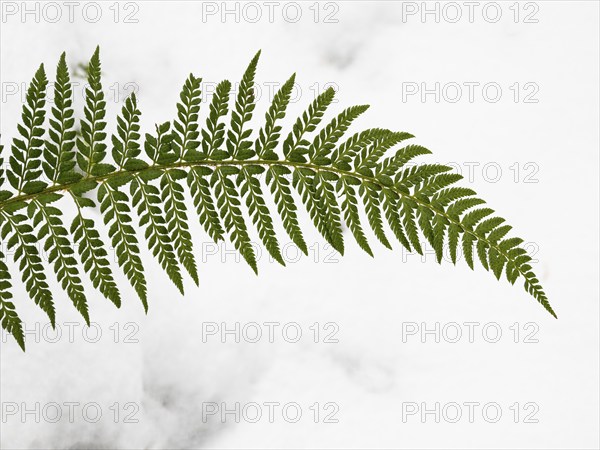 A Fern frond, (Polypodium) against a snow background, in the Rhön UNESCO Biosphere nature reserve,