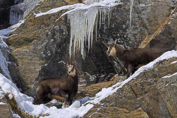 Rutting Alpine chamois (Rupicapra rupicapra) male, buck with female in snow covered rock face with