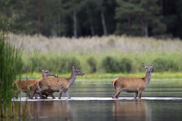 Red deer (Cervus elaphus) three hinds with calf, juvenile crossing lake at forest's edge in autumn,