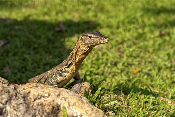 Monitor lizard Varanus salvator in Lumphini Park in Bangkok, Thailand, Asia