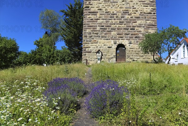 Lavender blossom (Lavandula angustifolia), at the foot of the Römerturm, Oberstadtturm, Oberer