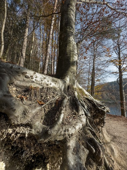 Tree roots, autumn atmosphere at Hechtsee lake near Kufstein, Tyrol, Austria, Europe