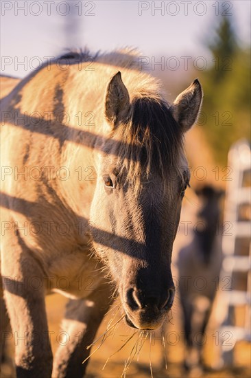 Horse in warm sunlight, eating hay near a fence, Black Forest, Germany, Europe