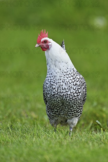 East Frisian Gull standing in a meadow, chicken breed with good utilisation characteristics, Texel,