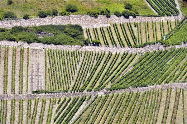 Vineyards above Lorchhausen in the Rheingau, Hesse, Germany, Europe